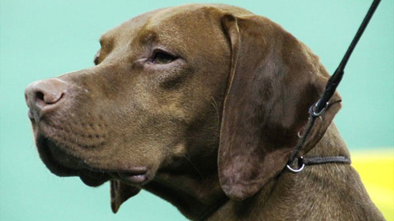 Kindred Bio CEO: Expect 3 Dynamic Dog Drugs by 2015 Kindred Bio CEO: Expect 3 Dynamic Dog Drugs by 2015