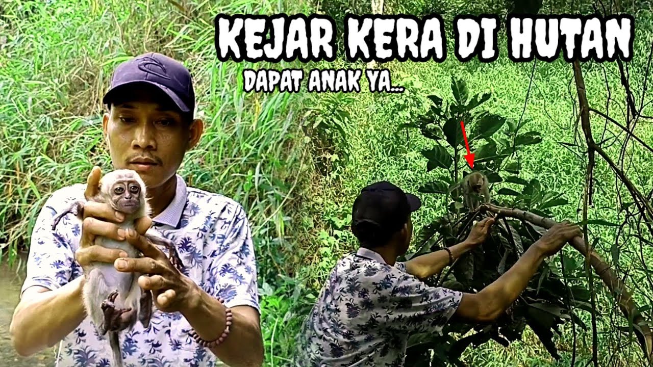 monyet/kera.dikejar anak terlepas.🏃‍♂️🏃‍♂️!!!! 