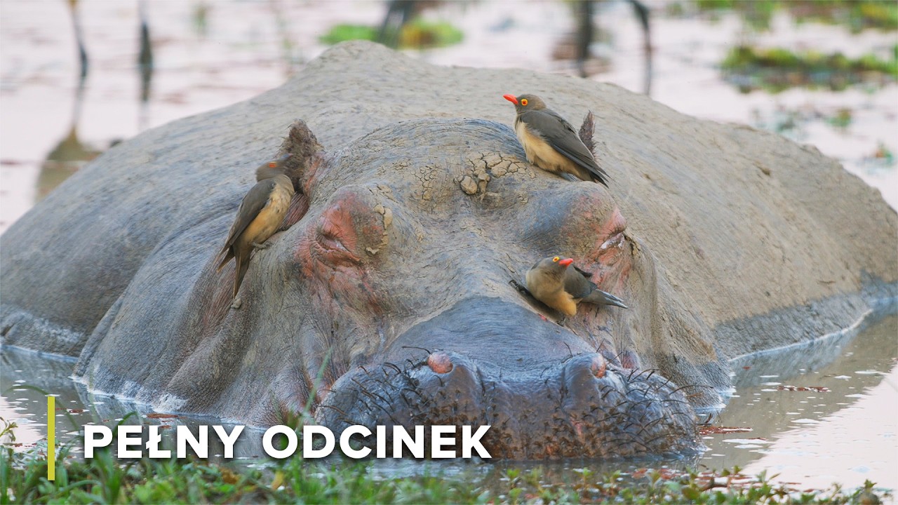 Od świtu do zmierzchu: rodzina słoni stawia czoła porze suchej | Opowieści Z Zambii 101