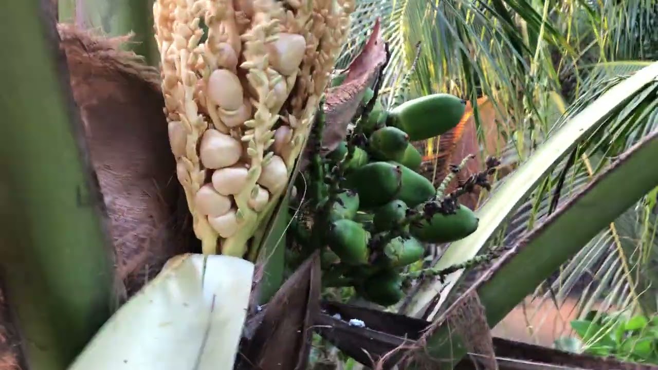 Bồi bùn cho dừa xiêm lục