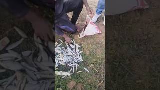 मछली पकड़ने का आसान तरीका #fishing #fish #technique #ytshorts #trendingshorts