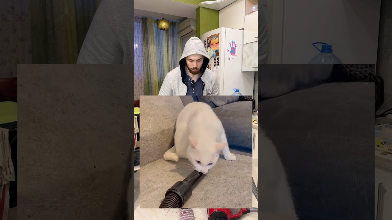 Котика засосало пылесосом
