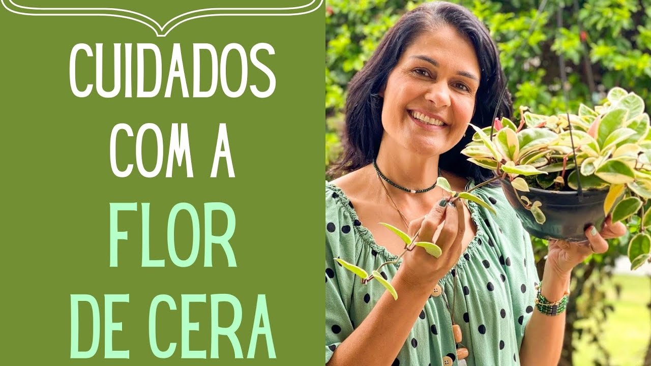 PLANTAS VERDES: Como cuidar de Flor de Cera e como fazer mudas