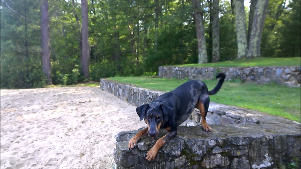 Swagger Dog Training Pants Positions YouTube