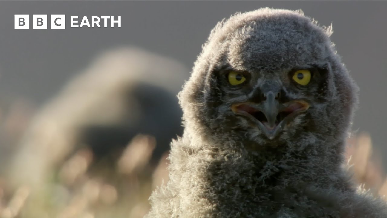 Snowy Owls’ Commitment to Parenthood