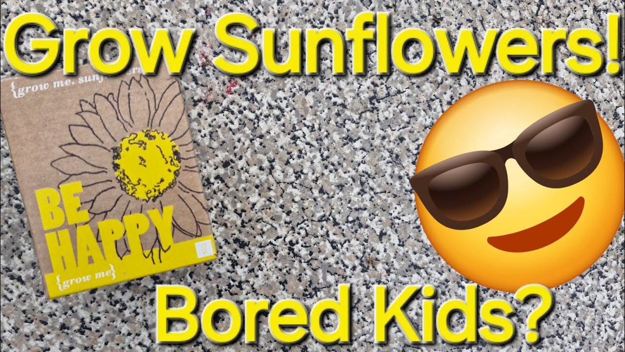 Sunflower Kit Unboxing Adventure grow kit & biodegradable pot