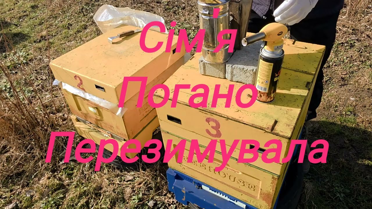 Відкрив вулик після зими… сім'я дуже ослабла