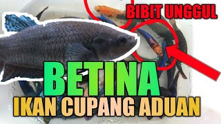 PILIH BETINA IKAN CUPANG ADUAN YANG SEPERTI INI !!! Betta Fighter Indonesia