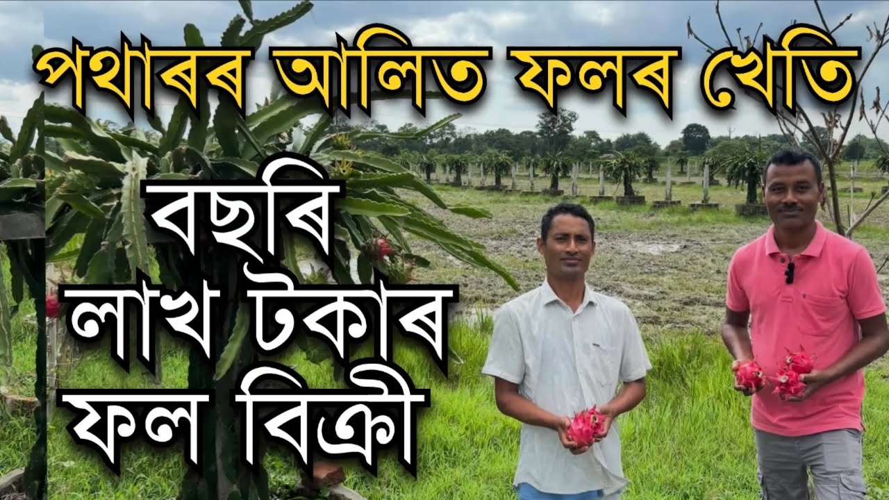 পথাৰৰ আলিত ফলৰ খেতি।বছৰি বিক্ৰী লাখ টকাৰ Dragon fruit Farming in Assam। Fruit farming। #farming