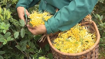 Hành trình bảo tồn và phát triển cây dược liệu Trà hoa vàng