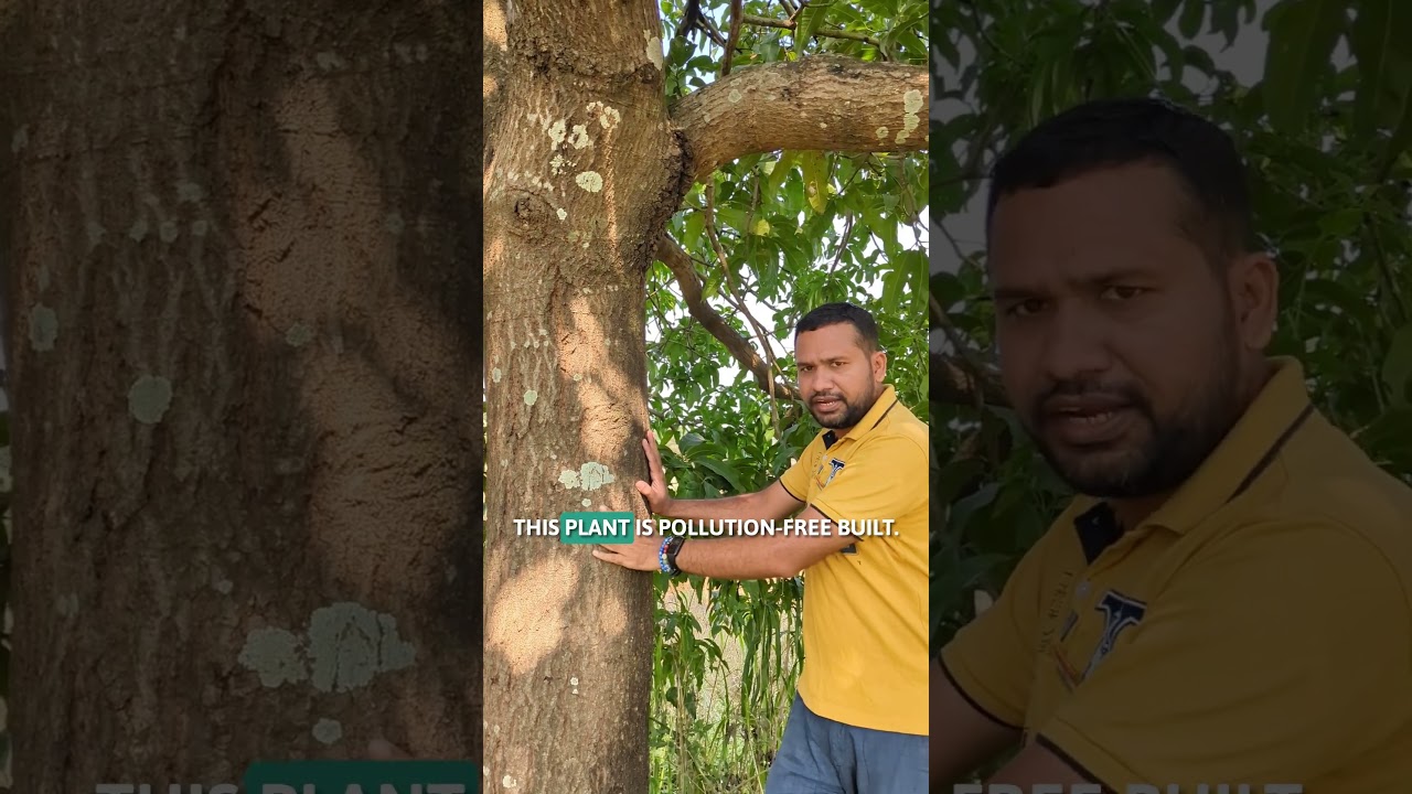 Are lichens bad for trees❓