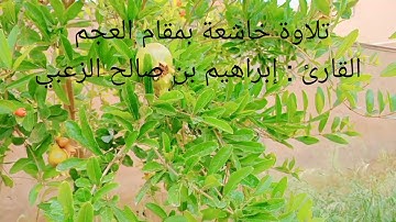 تلاوة خاشعة بمقام العجم للقارئ الجزائري إبراهيم بن صالح الزعبي