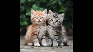 Cute Kittens / Beautiful cats / Pet Animal /Cat Video