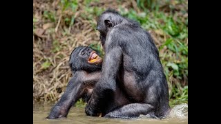 Exploring the Wild World of Same-Sex Relationships in Animals! #AnimalLove #SameSexAnimalLove #love