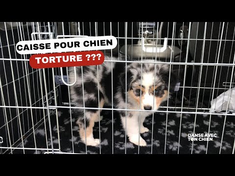 Vidéo: Comment rendre le repos de caisse plus facile pour les chiens