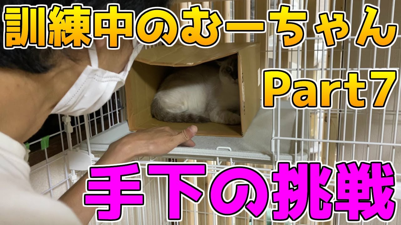1年以上ケージから出てこないシャム猫 怒っている猫を横顔がおばちゃんみたいなおっさんがさわろうとする動画 Youtube