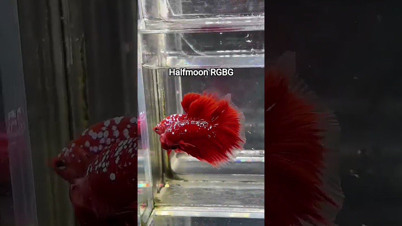 Fish Video Day 18 Halfmoon RGBG 