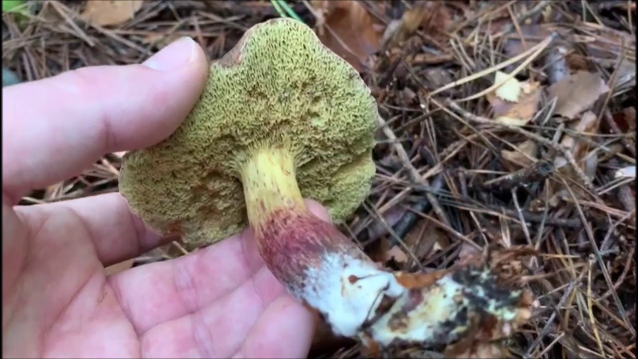 Gemeiner Rotfußröhrling - Xerocomellus chrysenteron