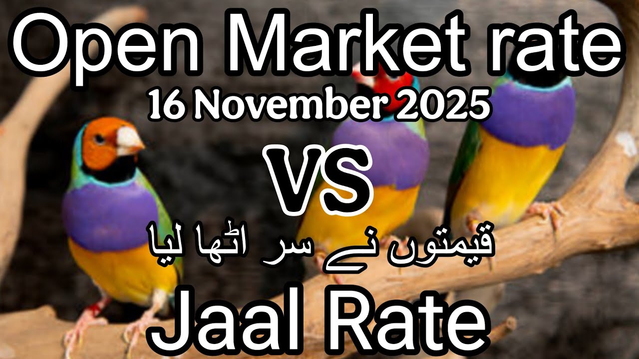 Birds  price in Karachi Pakistan 16 November 2025 | Jaal rate update | Open market rate update