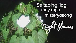 Download Lagu VLOG 578: MGA MISTERYOSONG BULAKLAK TUWING GABI | BUHAY PROBINSIYA MP3