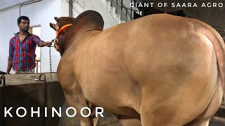 Kohinoor | Iconic Bull of Saara Agro | Heavyweight Deshal | The Home of Goru Lovers