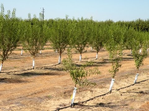 تصویری: بیماری های رایج درختان بادام - چگونه از مشکلات بیماری بادام جلوگیری کنیم