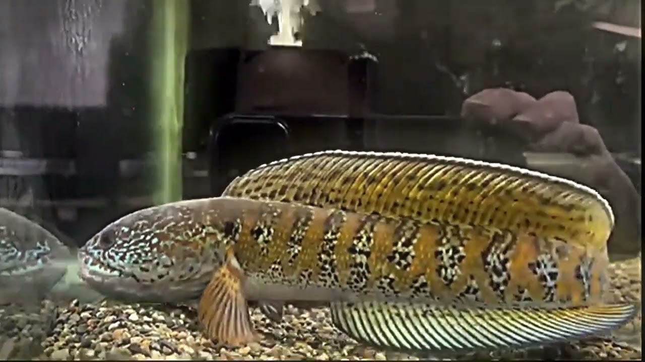 Channa Amphibious 🤯💀🙏☠️😆