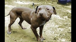 OLDSCHOOL Hollingsworth PITBULL DOGS