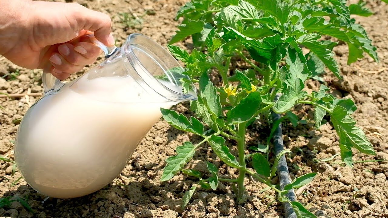 Метод, который удваивает урожайность и скорость роста овощей, таких как помидоры и огурцы.