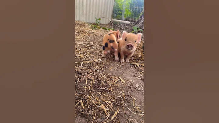 THIS FACE😍🐷 #pigs #piglets #kunekune #farmanimals #farmlife #homestead #piggy #foryou #fyp #happy
