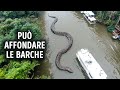 Un nuovo serpente gigante è stato appena scoperto in Amazzonia