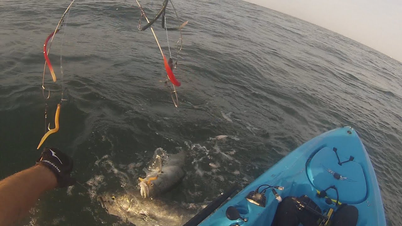 Kayak Fishing Montauk NY, Two Big Bluefish on Umbrella Rig YouTube