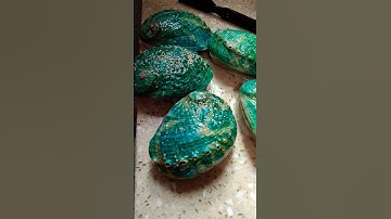 BEAUTIFUL TURQUOISE COLOR OF ABALONE SHELL #ABALONE