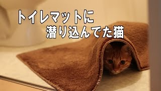 トイレマットの下に潜り込んでた猫【EOS MOVIE】