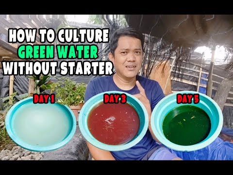 How to culture green water without starter