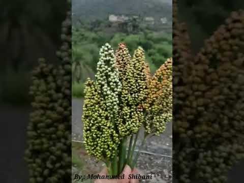 اخظر جهيش مليااااااااان قوة القوة