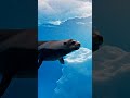 La Felfoko  Fur Seal #esperanto #conlang #animals #animalsshorts #nature #underwater #furseal