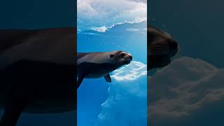 La Felfoko  Fur Seal #esperanto #conlang #animals #animalsshorts #nature #underwater #furseal