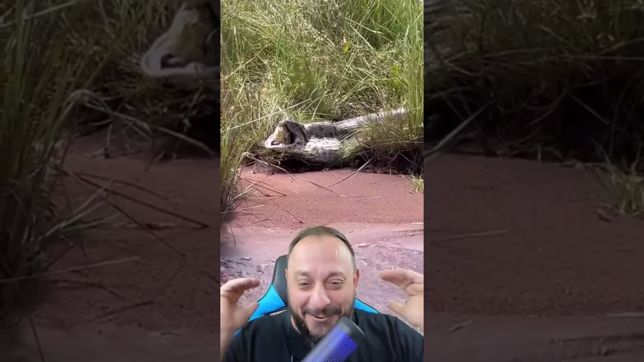 Sucuri Gigante canibal regurgita outra Sucuri viva #animais #biólogohenrique #serpentes