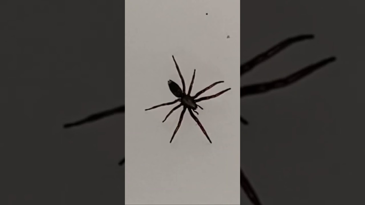 Venomous white tailed spider in Australia 🇦🇺