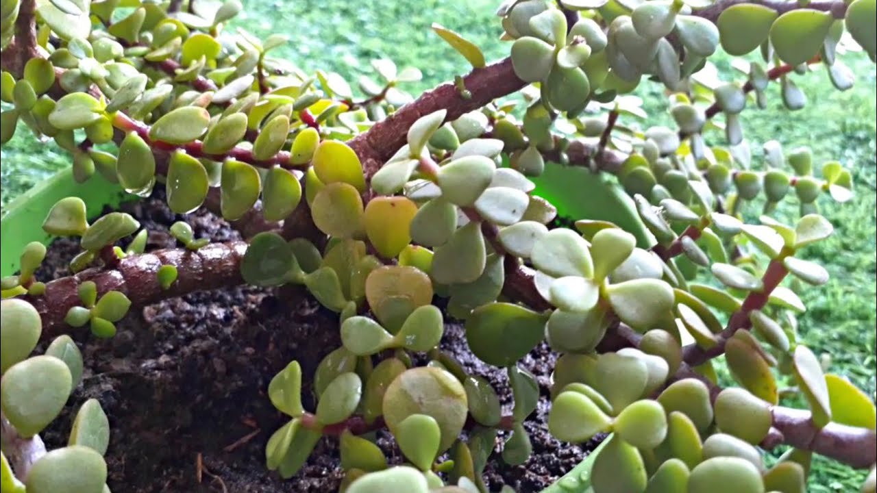 How to repot jade plant In Hanging Basket Jade plant repotting