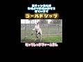 #ゴールドシップ #ビッグレッドファーム さん 2024.5.6
