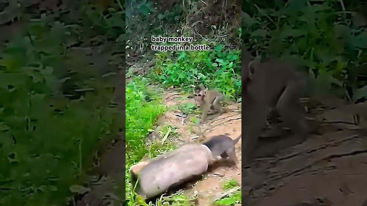 baby monkey trapped in bottle
