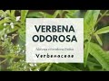 ERBA LUIGIA - VERBENA ODOROSA - PERSEGHINA - LIPPIA - LIMONCINA - CEDRINA - Vervain - Lemon verbena