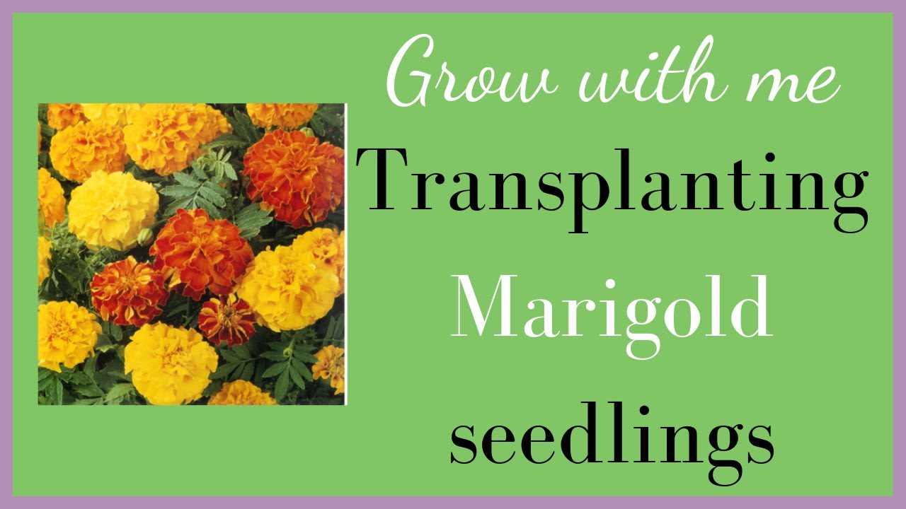 Transplanting Marigold seedlings YouTube
