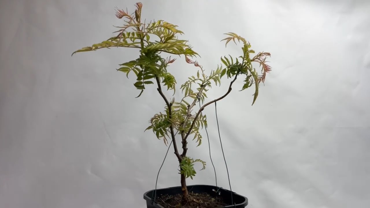 Bonsai Tawlina jarzbolistna Sorbaria sorbifolia Sem