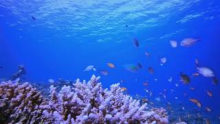[9 HOUR] Underwater Background Video | No Sound | Deep Sea Ambient Visuals - Zen Blue Depths