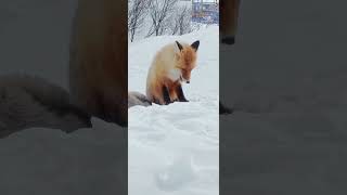 Подборка ФОТО.. Лисица. А selection of photos... The Fox