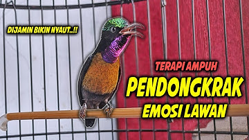 KOLIBRI NINJA GACOR FULL MATERI ISIAN ROLL TEMBAK INI DIJAMIN COCOK UNTUK PANCINGAN KONIN BAHAN