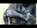 シャバーニと息子キヨマサ 93 Dad Shabani & son Kiyomasa